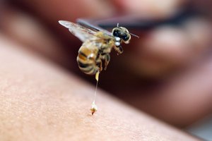 Cuando te pica una abeja, te deja un aguijón con un saco con veneno.