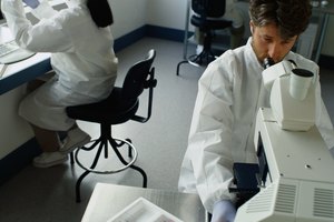Los estudios científicos sugieren que la vara de oro ha sido utilizada con éxito para reducir las bacterias y tratar la inflamación aguda.