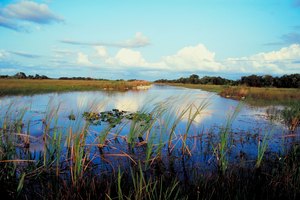 Everglades City es una entrada a una zona salvaje basta.