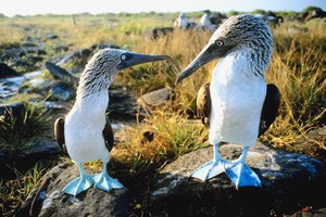 Los alcatraces patiazules están entre las especies endémicas de las islas Galápagos.