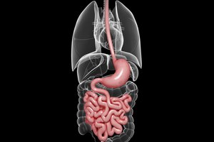 Algunos creen que la levadura cándida vive en los intestinos y causa problemas de salud.
