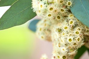 Las flores de eucalipto crecen en un árbol.