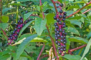 Los conos color índigo profundo de las bayas phytolacca cuelgan de un tallo de color púrpura con hojas largas, verdes y puntiagudas.