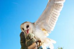 owl sounds owl sounds