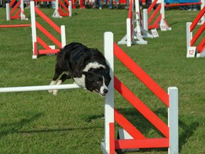 how to your to jump hurdles airedale terriers pets how to your to jump hurdles airedale terriers pets