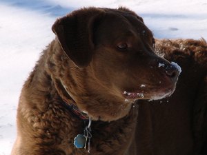 how to keep a warm outside what does it when a is smelling other dogs pets how to keep a warm outside what does it when a is smelling other dogs pets