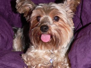 difference between yorkie and silky terrier about blue doberman dogs pets difference between yorkie and silky terrier about blue doberman dogs pets