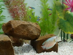 What Can Bettas Eat Besides Fish Food What Can Bettas Eat Besides Fish Food