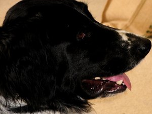 shih tzu keeps sneezing boston terriers and shivering pets shih tzu keeps sneezing boston terriers and shivering pets