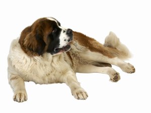 Steroids kidney failure dogs