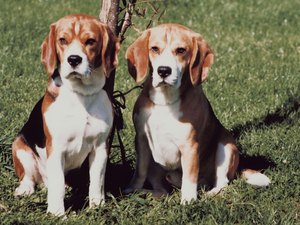 beagles fighting stop each