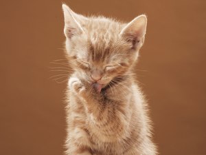 How do i get rid of my cats ear mites Frequently asked questions (FAQ) about pet ferrets, with answers. Just about everything you need to know to keep your ferret happy and healthy, or to decide whether to get one. Part 4 of 5: health, vaccinations, fleas and mites, symptoms to look for.