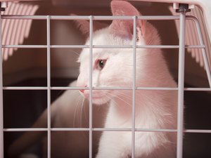 Antibiotics for Upper Respiratory Infections in Cats - Pets