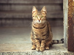 can a recover from kidney failure does benadryl make cats sleep pets can a recover from kidney failure does benadryl make cats sleep pets