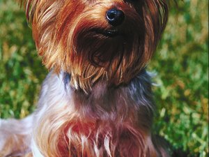 how often should you wash your yorkie how often should you wash a pets how often should you wash your yorkie how often should you wash a pets