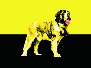 what age do yorkie puppies stop growing when does a havanese stop growing pets what age do yorkie puppies stop growing when does a havanese stop growing pets