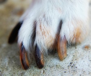 How Long Does It Take For The Quicks Of Dogs Nails To