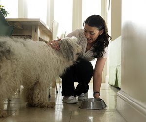 is white rice for dogs is white rice bad for dogs care daily puppy is white rice for dogs is white rice bad for dogs care daily puppy