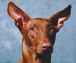 What Dog Has the Biggest Erect Ears? | Dog Care - Daily Puppy