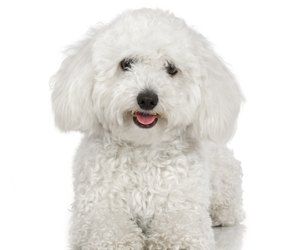 shampoo dogs tear stains removal natural