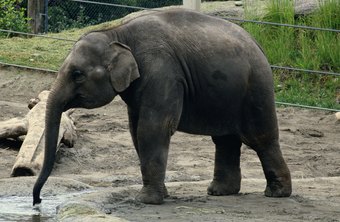 Reasons to Be a Zoologist | Chron.com