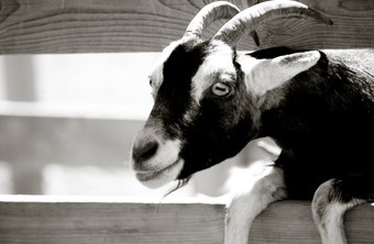 How do you raise goats?