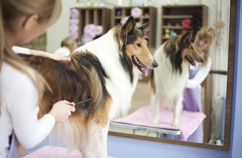 Dog Groomer: Average Salary, Requirements and Job Description | Chron.com