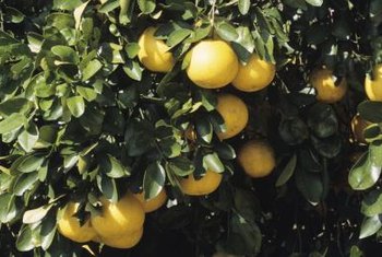 grapefruit tree leaves yellow grow florida seeds plant turning seed growing season yellowing normal freeze when delicious centuries been does