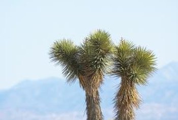 What are tips for yucca tree care?