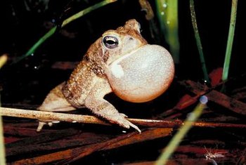 How to Rid Your Yard of Toads & Their Holes | Home Guides ...