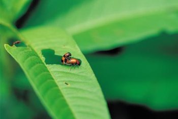 Plants To Keep Bugs Away Indoors - Natural Insect Repellent Indoor Plants