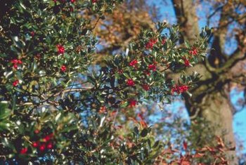 When should holly bushes be pruned?