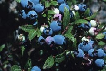 What type of mulch is best for blackberries?