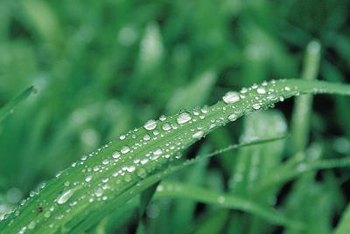 water absorb absorbs yard plants shrubs turf poorly sfgate homeguides trees wet shade texas rain