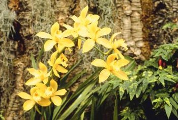 How to Grow Orchids on Trees | Home Guides | SF Gate