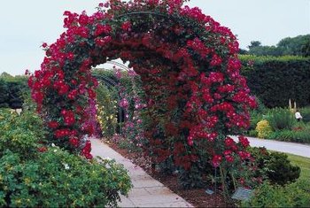 The Best Climbing Roses For A Small Arbor | Home Guides | SF Gate