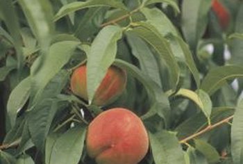 Which state grows the most peaches?