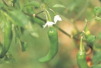 Why Are My Jalapenos Dropping Leaves? | Home Guides | SF Gate