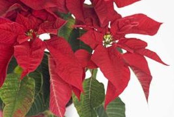 How do you prune poinsettias?