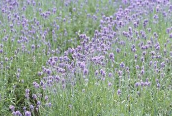 How to Care for Lavender Plants in the Winter | Home Guides | SF Gate