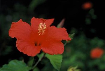How do you transplant a rose mallow hardy hibiscus?
