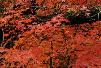 Why is my Japanese maple dying?