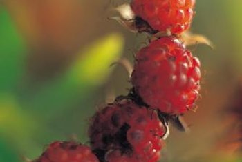 raspberry thorns raspberries grow bushes ways canes climbing plants