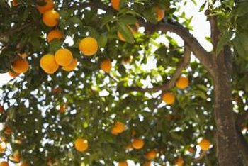 When do you conduct fruit tree maintenance?