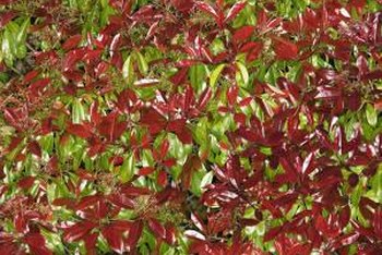 How do you prune red-tip bushes?