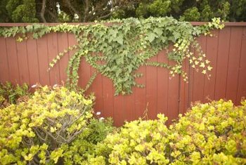 What Can You Use to Kill Vines That Grow on Your Fence ...