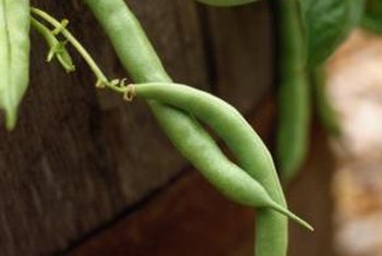 Image result for garden row of green beans