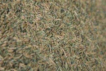 When to Sow Grass Seed: Before or After Rain? | Home Guides | SF Gate