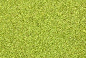 duckweed copper treat grow water moving slow still any