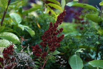 Does poison sumac have thorns?